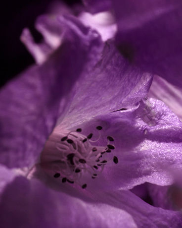 Tom Ford Oud Voyager EDP 250ml