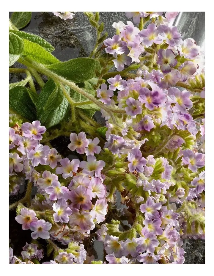 Dolce & Gabbana Q EDP Intense 100ml