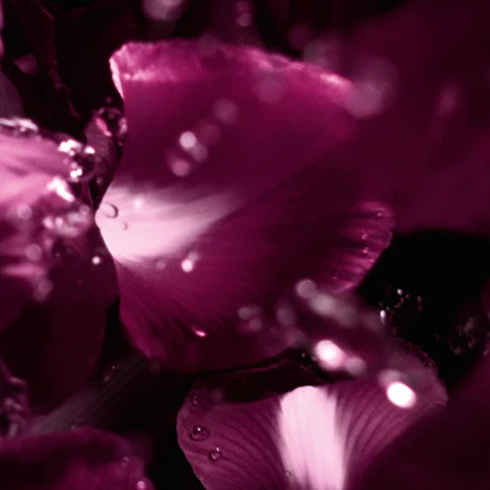 Christian Dior Capture Totale Le Serum 30ml