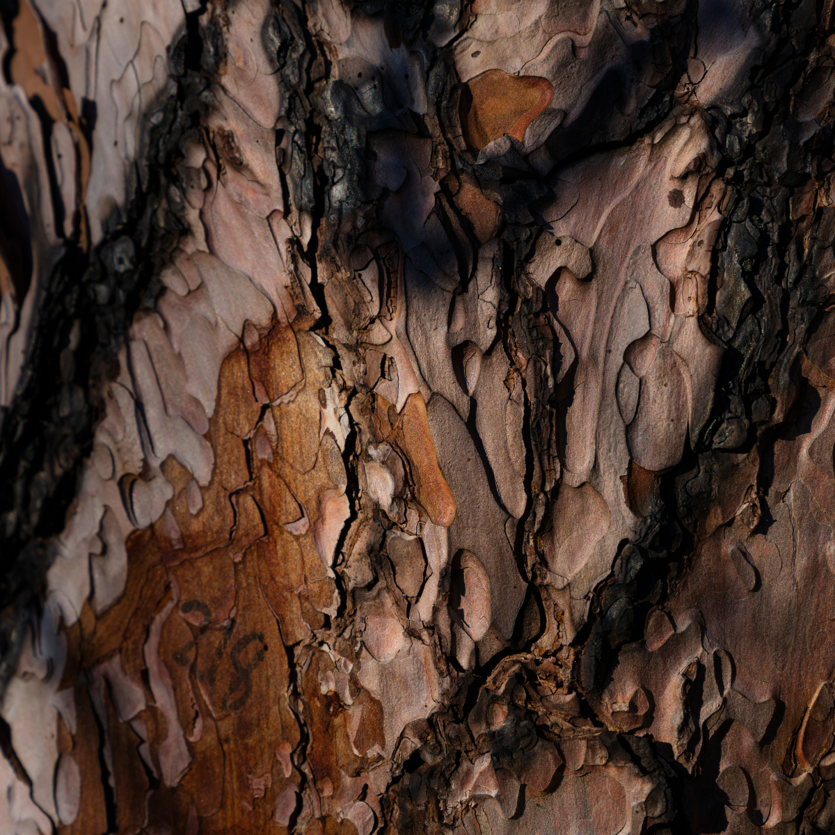 Woody